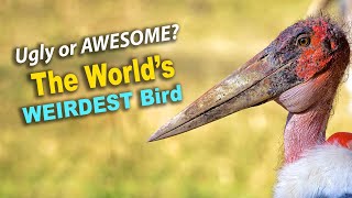 The World’s Strangest Bird You’ve Never Seen | Marabou Stork
