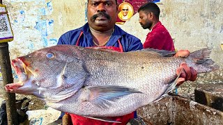 KASIMEDU 🔥 SPEED SELVAM | BIG KORALI FISH CUTTING VIDEO | IN KASIMEDU | FF CUTTING 🔪