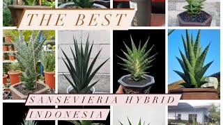 Know the name Sansevieria hybrid indonesia