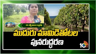 ముదురు మామిడితోట‌ల పున‌రుద్ధ‌ర‌ణ‌ | Restoration Of Old Mango Orchards | 10TV News