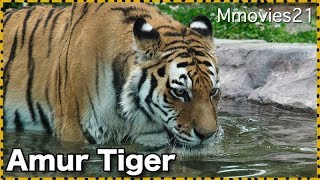 アムールトラのアイ　閉園時間の水浴 Amur Tiger