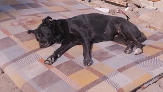 Dog awaits owner trapped under rubble in Turkey