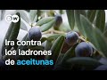 Bandas criminales se benefician de la crisis del aceite de oliva en España | DW Documental