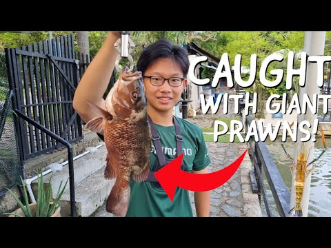 Catching GIANT FISH Using GIANT Freshwater Prawns!! | Ah Hua Fishing ...