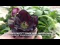 Wedding Party™ 'Dark and Handsome' Helleborus