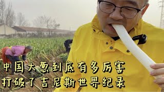 山东大葱打破了新的吉尼斯世界新纪录