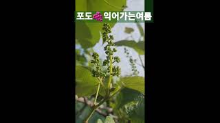 포도송이가열렸어요#무농약포도#나의여름보물정원#포도꽃말:기쁨#Nature life