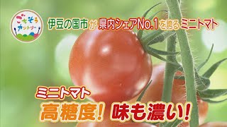 ごちそうカントリー～高糖度！伊豆の国市の「ミニトマト」～