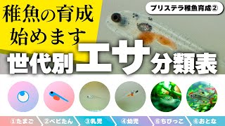 【プリステラ稚魚育成②】ブラインシュリンプを食べた！孵化から成魚までのエサの変遷まとめ #アクアリウム #熱帯魚 【ビバアクア】