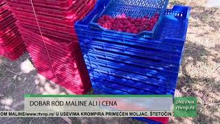 Berba maline u toku - Malinari u selu Polokce zadovoljno trljaju ruke