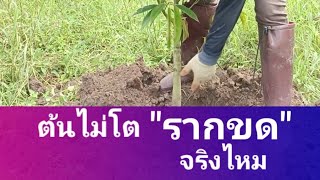 #ทุเรียนต้นไม่โตรากขดจริงไหม  มาขุดดูกันครับ