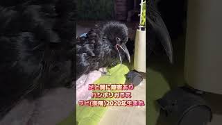 とろけっぷりが激カワ‼カラスのラビちゃん2023/10/26KUPPI the Crow #カラス #鳩 #野鳥保護 #カラスや鳩の魅力を伝える #カラスのラビ