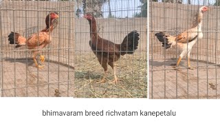 bhimavaram breed richvatam kanepetalu  ||. call 9666618966