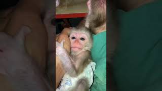 Bany so cute #monkey #monkeymonny #cute #babymonky #funny