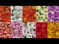 10 Most Exclusive Ranunculus From Italy