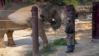 優雅に食べるスーリヤさん🐘😊　4月4日 上野動物園