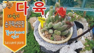 손가락선인장 꽃바구니에 디자인 succulent plant 친절한광자씨