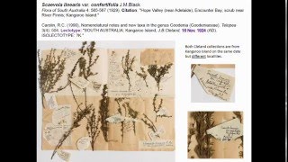 Tales from the type bay of the State Herbarium of South Australia