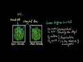 Respiration in Plants and Animals | Respiration | Life Science | Khan Academy