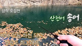 (삼척 ; 오십천) 바람 불어도 괜찮아요 산천어 송어 민물루어