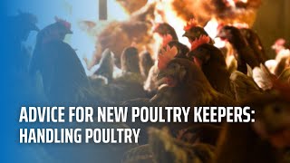 Advice For New Poultry Keepers: Handling Poultry