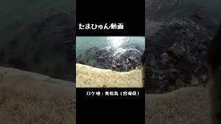 タマヒュン動画　バイクで海に落ちそう...　#Shorts