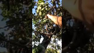 CAROBS HAND PICKED FROM MY CAROB TREES