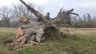 World's Largest Documented Salvaged Pecan in Texas