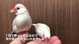 【シルバー文鳥】またもや喧嘩＆大きくなった紅廉ちゃん fight again \u0026Grown up \