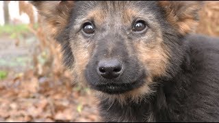 Жителі дачних масивів борються з проблемою безпритульних собак