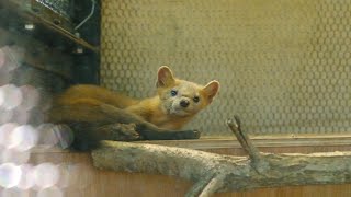 2024.9.16 10:50 釧路市動物園 北海道ゾーン エゾクロテン 超貴重 てんてんの昼寝