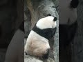 这俩加起来没6岁吧😎😎😎😎 #来这吸熊猫 #panda #一方水土养一方熊猫#白天 #北京动物园
