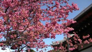 2012春　土肥桜開花（萬福寺）伊豆市土肥　izu-city toi Cherry Blossoms