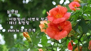 능소화/이원필 시, 이병욱 작곡/테너 류정필 \u0026 photo by 모모수계