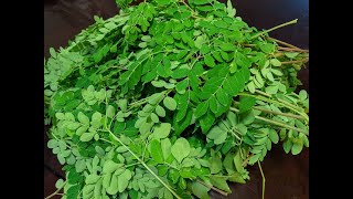 Moringa leaves stir fry with peanuts