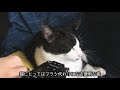 👅asmr｜飼い主をグルーミングするねこ