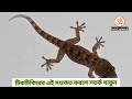 এই ৮টি টিকটিকির দেওয়া সংকেত আপনার জীবন ধ্বংস করে দিতে পারে সতর্ক থাকুন tiktikir sanket