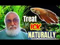 TREATING ICK THE NATURAL WAY