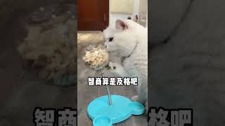 【#大战柴柯夫斯基】斯基这智商真的是...... #记录猫咪日常 #猫零食 #冻干桶 #网易天成猫粮