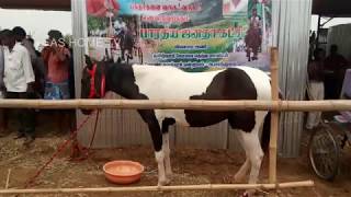 Best Horse in Anthiyur Market form Erode TN