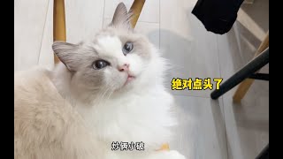 我家猫绝对听得懂人话，每天各种隐藏自己怕暴露成精事实