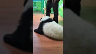 めっちゃ怒る💢よ#cute #パンダ #panda #cutepanda #funny