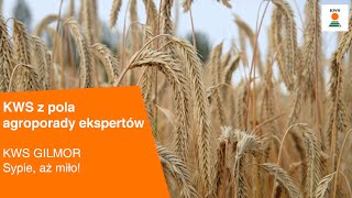 KWS GILMOR - sypie, aż miło! / KWS z pola AGROPORADY EKSPERTÓW