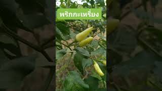 #พริกกะเหรี่ยง ต้นเล็กๆแต่ดกดี🌶️🌶️