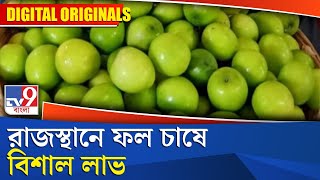 Thai Apple Rajasthan: রাজস্থানে ফল চাষে বিশাল লাভ