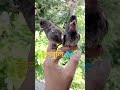 বুলবুলি পাখি । vairalvideo birds