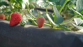 换一种方式种草莓，成本低还省功，未来无土种植新方向#付老师 #种植技术 #大棚种植 #无土栽培