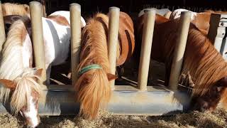 Pony's in de Giant Stable van ponyparkcity❤