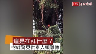 這是在拜什麼？ 「楠梓百慕達」樹縫驚見供奉人頭雕像(翻攝自爆廢公社)