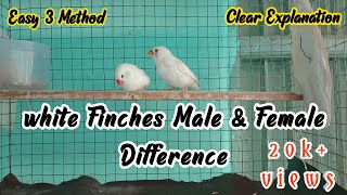 White finches male female difference / white finches male and female difference in tamil / finches /